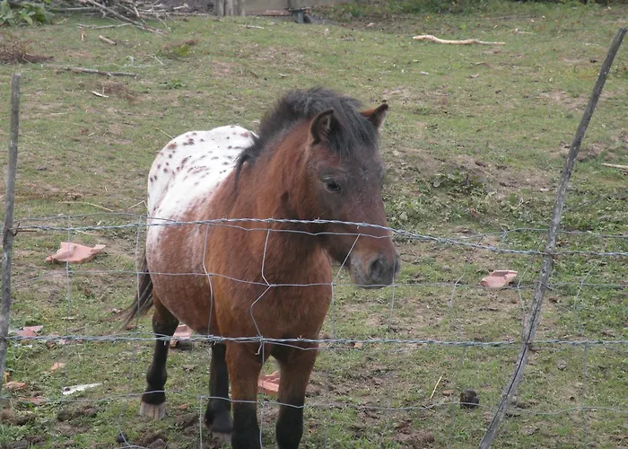 Moderne Avec Acces Independant, Proche Centre-ville Et Thermes, Terrasse Et Equipements Inclus - Fr-1-589-57 度假居 孔特雷克塞维尔